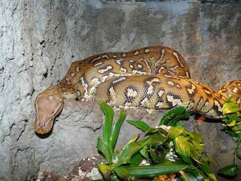 龙：传说的兽原型探秘（蟒蛇类）