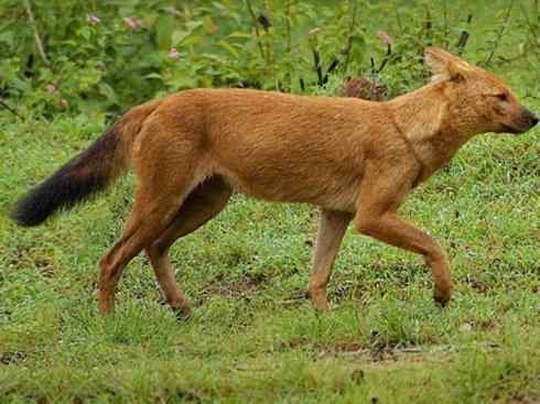 狈：传说的兽原型探秘（豺）