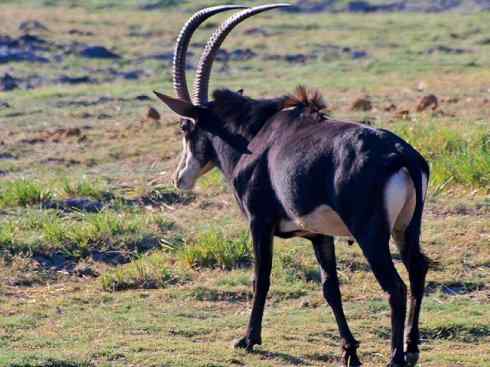 麒麟：传说的兽原型探秘（马羚）