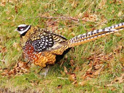 凤凰：传说的鸟原型探秘（雉鸡）