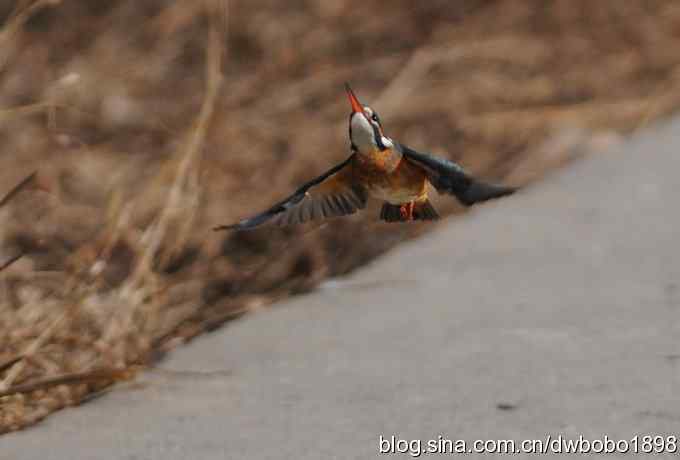 新年第一炮:小翠抓虾 新年第一炮:小翠抓虾