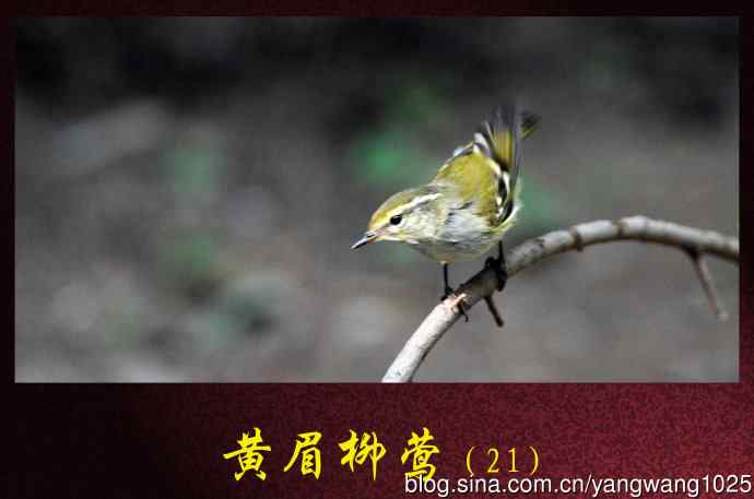 北京天坛公园的鸟类——黄眉柳莺（21）
