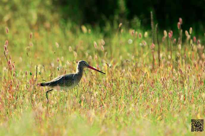 一组野鸭湖的鸻(heng)鹬(yu)类鸟
