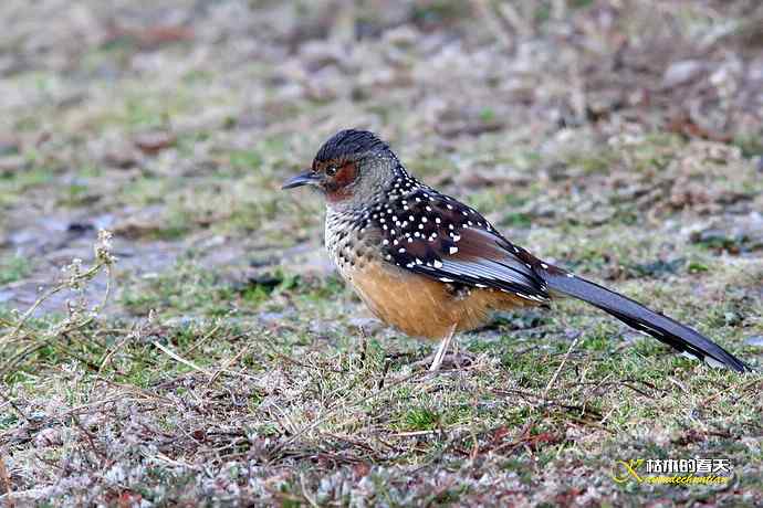帕姆岭拍的鈥湸笤腽题