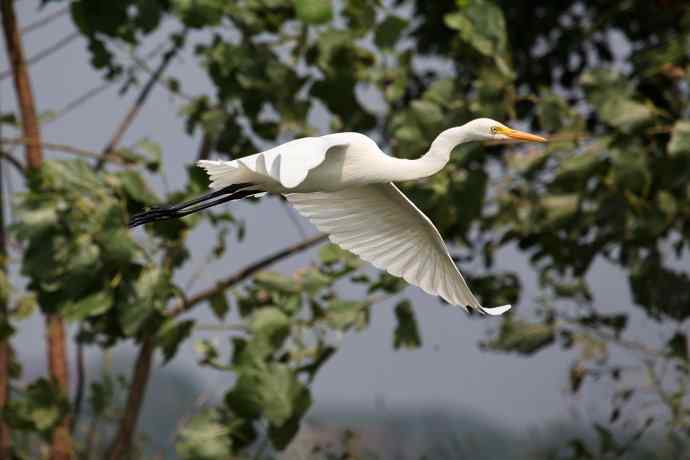 摄鸟拾趣 wbr wbr白鹭（二）