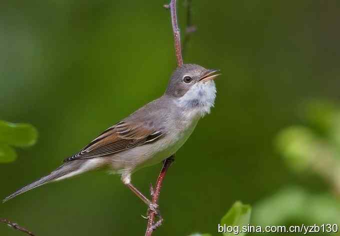 灰白喉林莺（组图，7张图片）