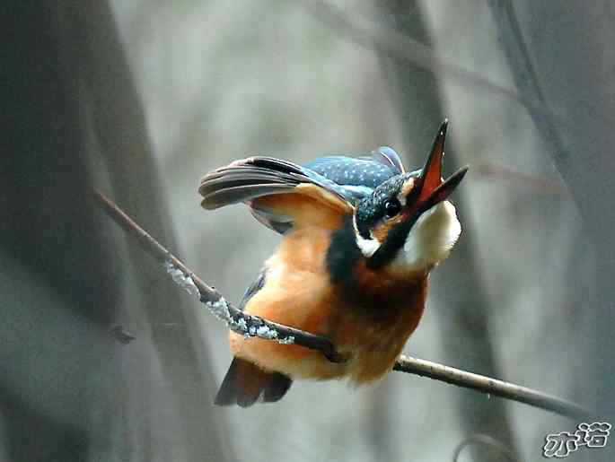 圆明园拍鸟——小翠乖乖