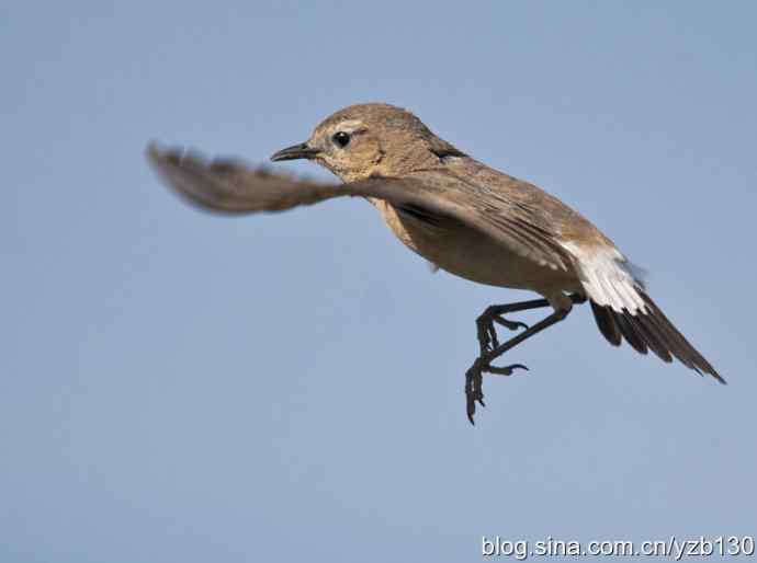 悬停，是一种尽职尽责（组图，22张图片）