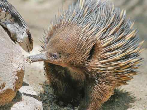 动物世界：山寨还是原创之三