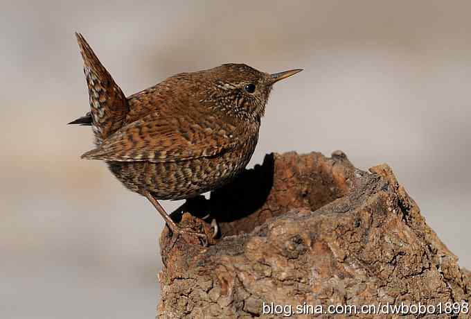 精灵般的小鹪鹩