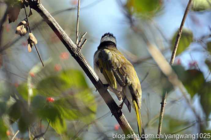 5～6级风中的白头鹎
