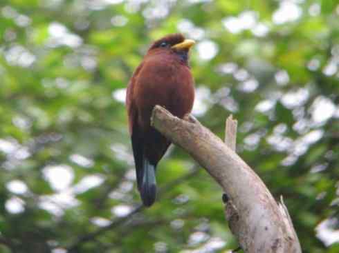 绝色攀禽：佛法僧目之三宝鸟