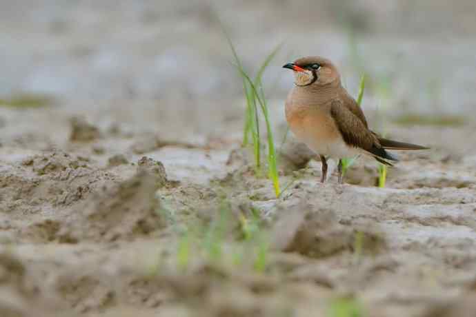 燕鸻与麦鸡(周末野鸭湖)