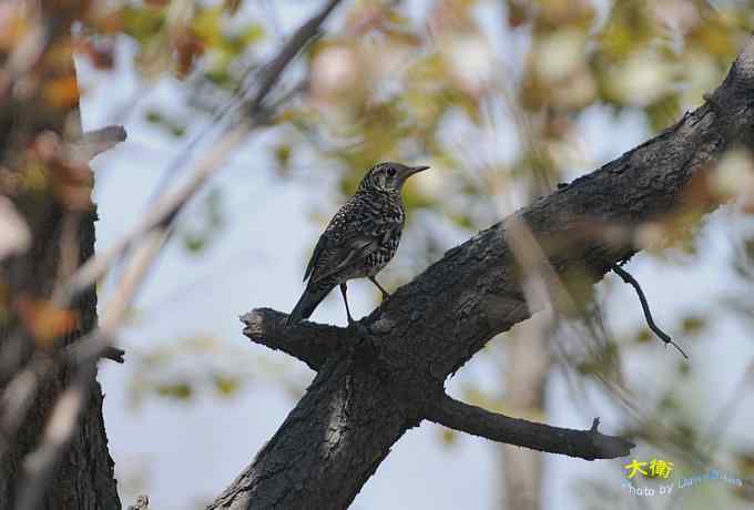 二鸫献寿：虎斑地鸫和宝兴歌鸫