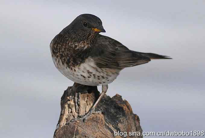 赤颈鸫和小鹪鹩