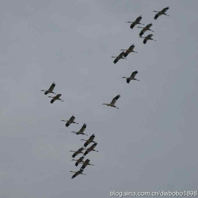 云天鹤影 wbr醉舞冬阳