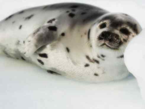 自然奇观：动物大迁徙(鳍足类)