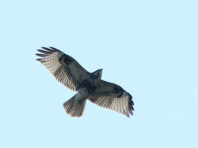 望京楼观赏猛禽迁徙