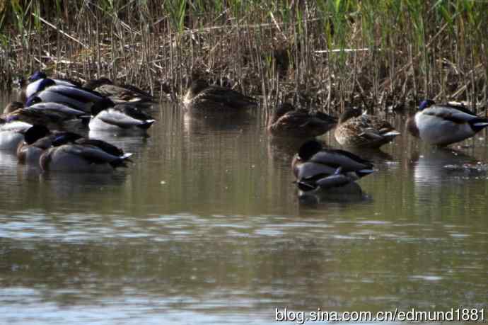 崇明东滩湿地公园十一月鸟况-望远镜打鸟