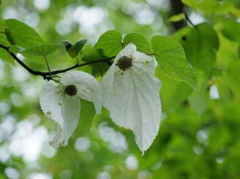 鱼类活化石：美洲肺鱼