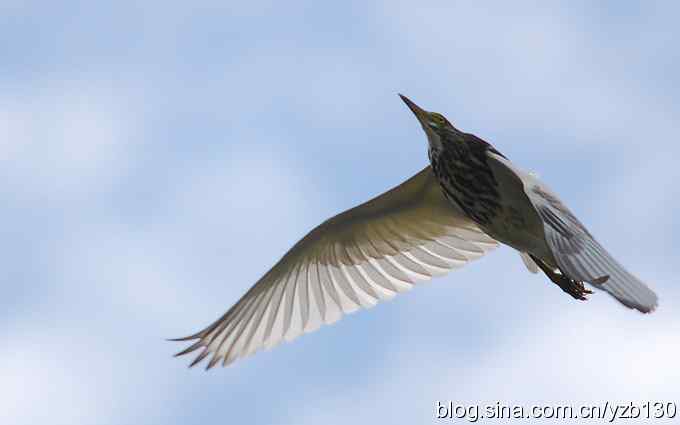 打到一只杓鹬,高兴ing鈥︹Γㄗ橥迹 打到一只杓鹬,高兴ing鈥︹Γㄗ橥迹