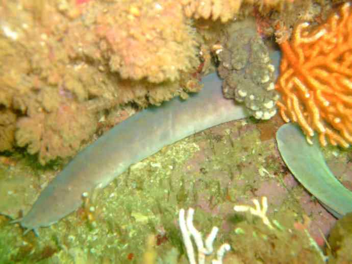 鱼类活化石：盲鳗