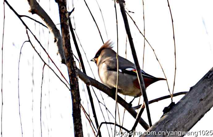 北京动物园的鸟类——大观园飞来太平鸟