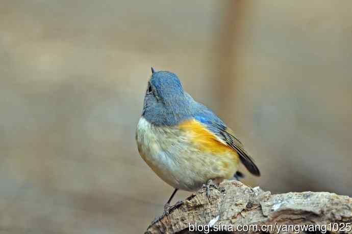 雄性红胁蓝尾鸲（24）