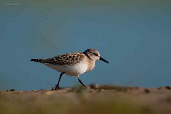 野鸭湖.红颈滨鹬