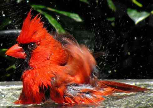 极品红色鸟类：红衣主教鸟