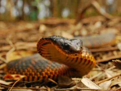 龙：传说的兽原型探秘（澳洲眼睛蛇类）