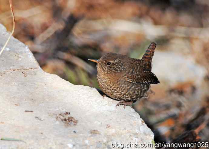 鹪鹩(抓拍)2 鹪鹩(抓拍)2