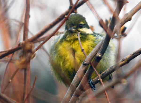 北京植物园赏鸟（三），黄腹山雀（组图）