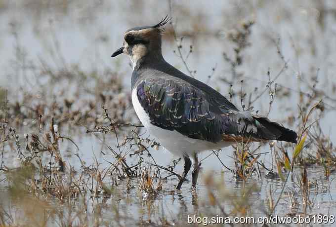 飞翔的凤头麦鸡