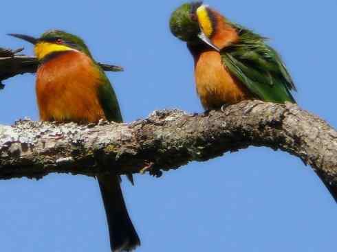 绝色攀禽:佛法僧目之蜂虎4 绝色攀禽:佛法僧目之蜂虎4