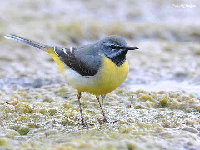房山十渡(灰鹡鸰) 房山十渡(灰鹡鸰)