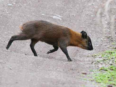 麒麟：传说的兽原型探秘（白尾鹿）