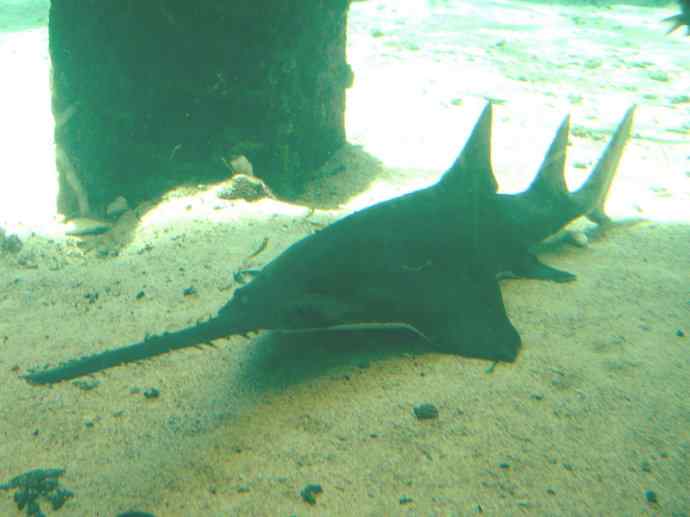 鱼类活化石：锯鳐