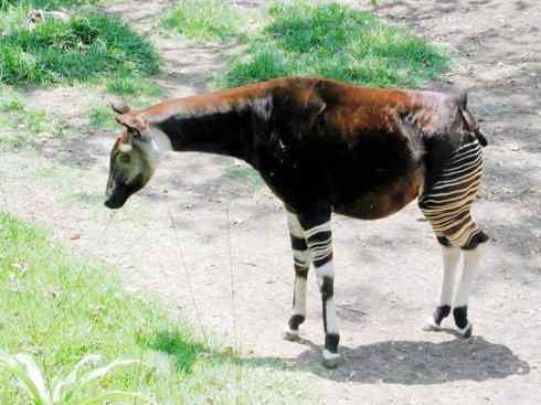 独角兽：传说的兽原型探秘（霍加狓）