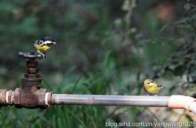 黄腹山雀（13）