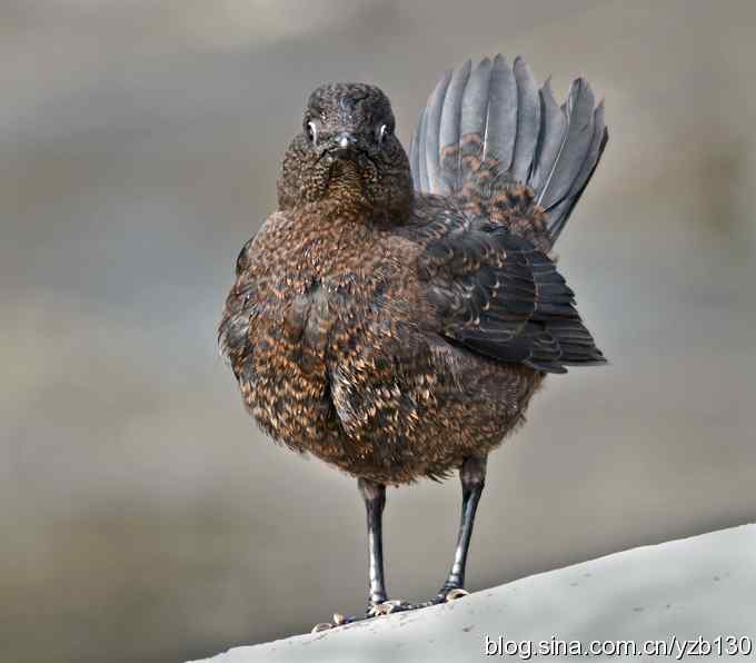 十渡首拍褐河乌