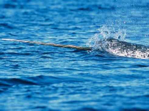 独角兽:传说的兽原型探秘(独角鲸) 独角兽:传说的兽原型探秘(独角鲸)