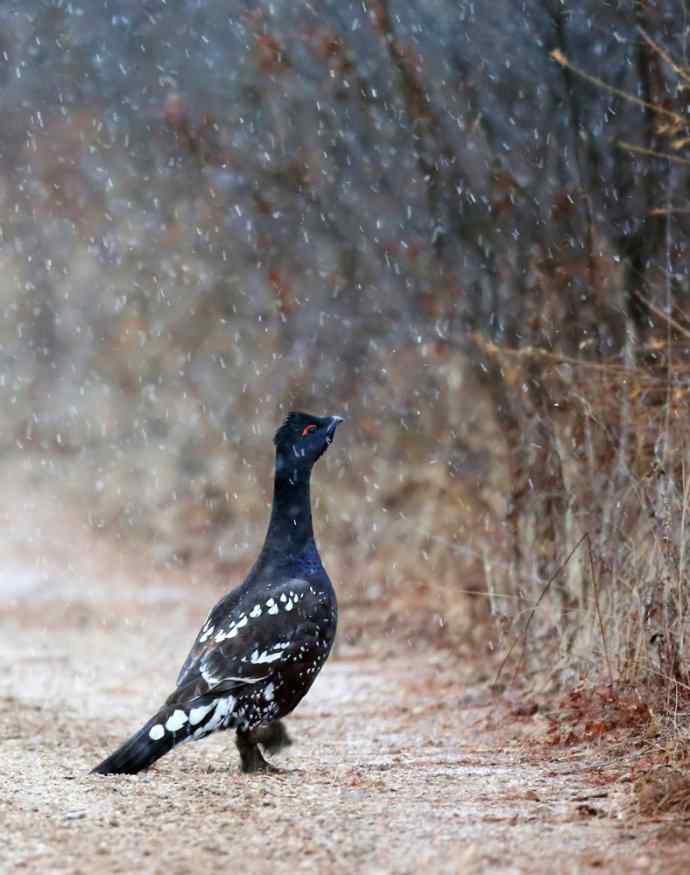 人生到处知何似 wbr恰似飞鸿踏雪泥