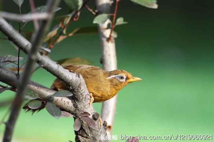 内蒙古鸟类摄影——画眉