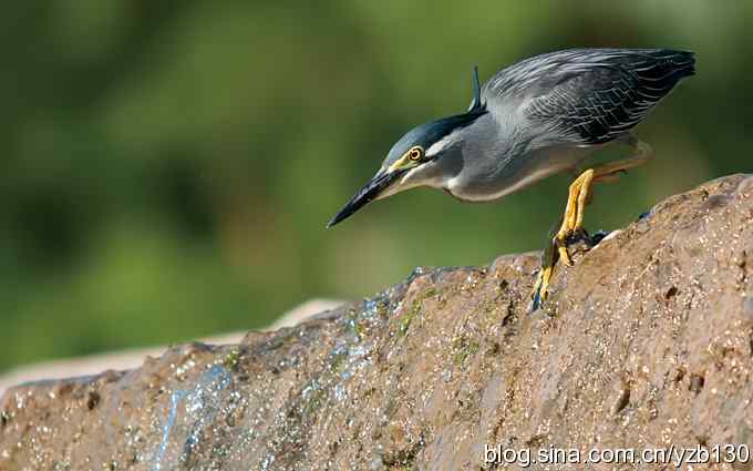夏日绿鹭（组图，6张图片）