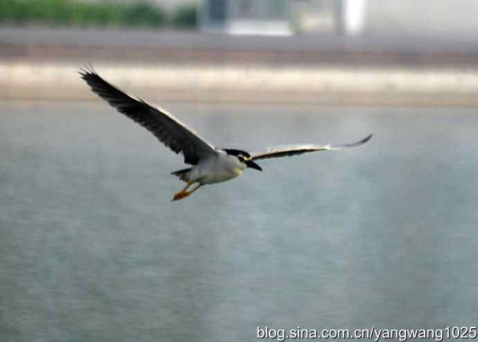 轻雾中的夜鹭 轻雾中的夜鹭