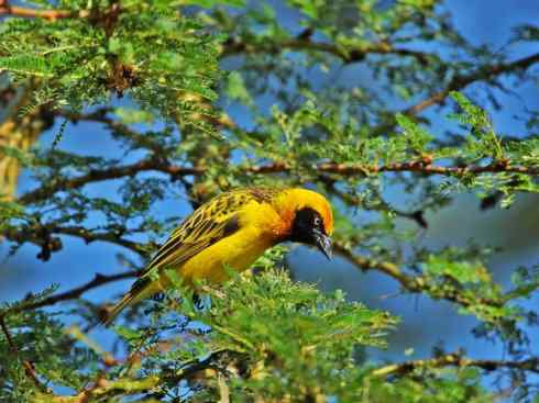 极品红色鸟类:红艳织雀 极品红色鸟类:红艳织雀