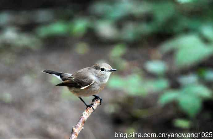 红喉姬鹟（10）