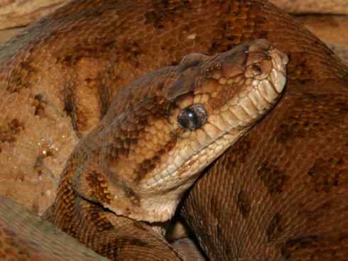 龙:传说的兽原型探秘(树蟒类) 龙:传说的兽原型探秘(树蟒类)