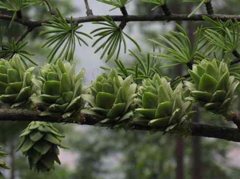 鱼类活化石:澳洲肺鱼 鱼类活化石:澳洲肺鱼